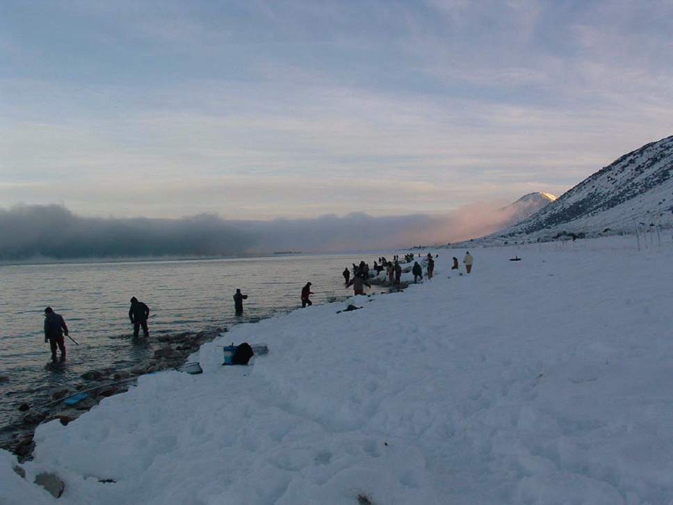 Arrin Newton Brunson  |  Tribune File Photo

Frigid temperatures don't keep fisherman or spawning cisco fish away from the Bear Lake shoreline Saturday morning at the annual dipping event affectionately known as the Cisco Disco. Biologists estimate as many as 7 million cisco fish, found only in Bear Lake, are spawning throughout the week.