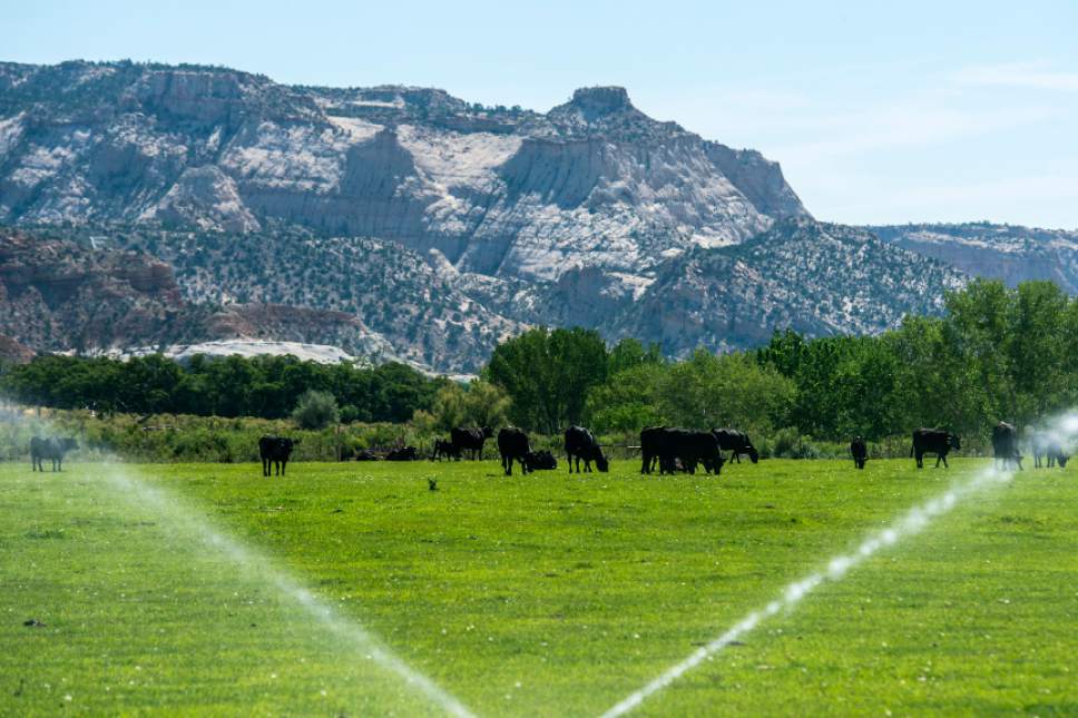 Chris Detrick  |  The Salt Lake Tribune
Cows graze in Escalante Thursday July 30, 2015.