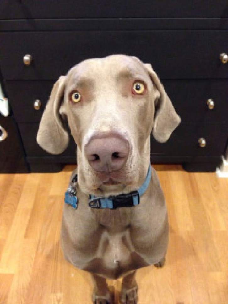 | Courtesy KUTV Channel 2

Geist, a 110-pound Weimaraner, was shot by Salt Lake City police as they were searching for a missing child.