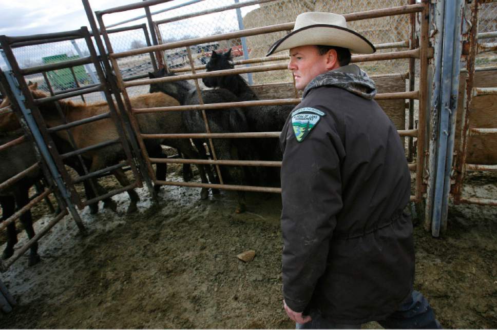 Scott Sommerdorf  |  The Salt Lake Tribune

Chad Hunter of the BLM works to separate adopted horses from the rest of a herd. The Bureau of Land Management holds a wild horse adoption Saturday, January 24, 2009, in Delta.