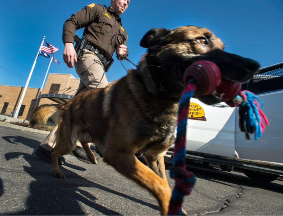 Steve Griffin  |  The Salt Lake Tribune


Utah Highway Patrol Trooper Jake Butcher rewards K-9 Unit dog, Bear, with a play toy after the partners searched the outside of a vehicle for drugs during a simulation at the UHP Office in Murray, Utah Wednesday February 15, 2017. So far this month, Department of Public Safety investigators and Utah Highway Patrol troopers have seized more than  110 pounds of methamphetamine, and also taken weapons, heroin and prescription pills off the streets.


I
