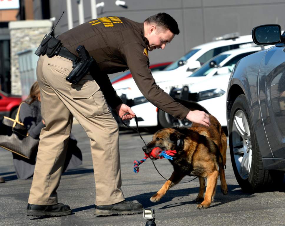 Steve Griffin  |  The Salt Lake Tribune
Utah Highway Patrol Trooper Jake Butcher rewards K-9 Unit dog, Bear, with a play toy after the partners searched the outside of a vehicle for drugs during a simulation at the UHP Office in Murray on Wednesday.