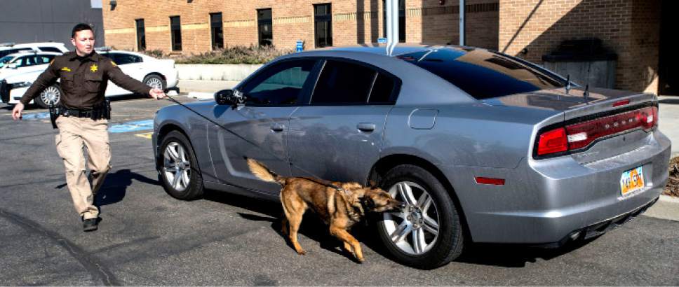 Steve Griffin  |  The Salt Lake Tribune


Utah Highway Patrol Trooper Jake Butcher works with his K-9 Unit dog, Bear, as they search the outside of a vehicle for drugs during a simulation at the UHP Office in Murray, Utah Wednesday February 15, 2017. So far this month, Department of Public Safety investigators and Utah Highway Patrol troopers have seized more than  110 pounds of methamphetamine, and also taken weapons, heroin and prescription pills off the streets.


I