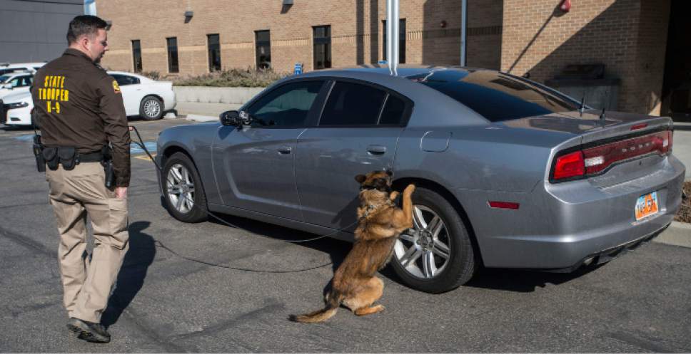 Steve Griffin  |  The Salt Lake Tribune


Utah Highway Patrol Trooper Jake Butcher works with his K-9 Unit dog, Bear, as they search the outside of a vehicle for drugs during a simulation at the UHP Office in Murray, Utah Wednesday February 15, 2017. So far this month, Department of Public Safety investigators and Utah Highway Patrol troopers have seized more than  110 pounds of methamphetamine, and also taken weapons, heroin and prescription pills off the streets.


I