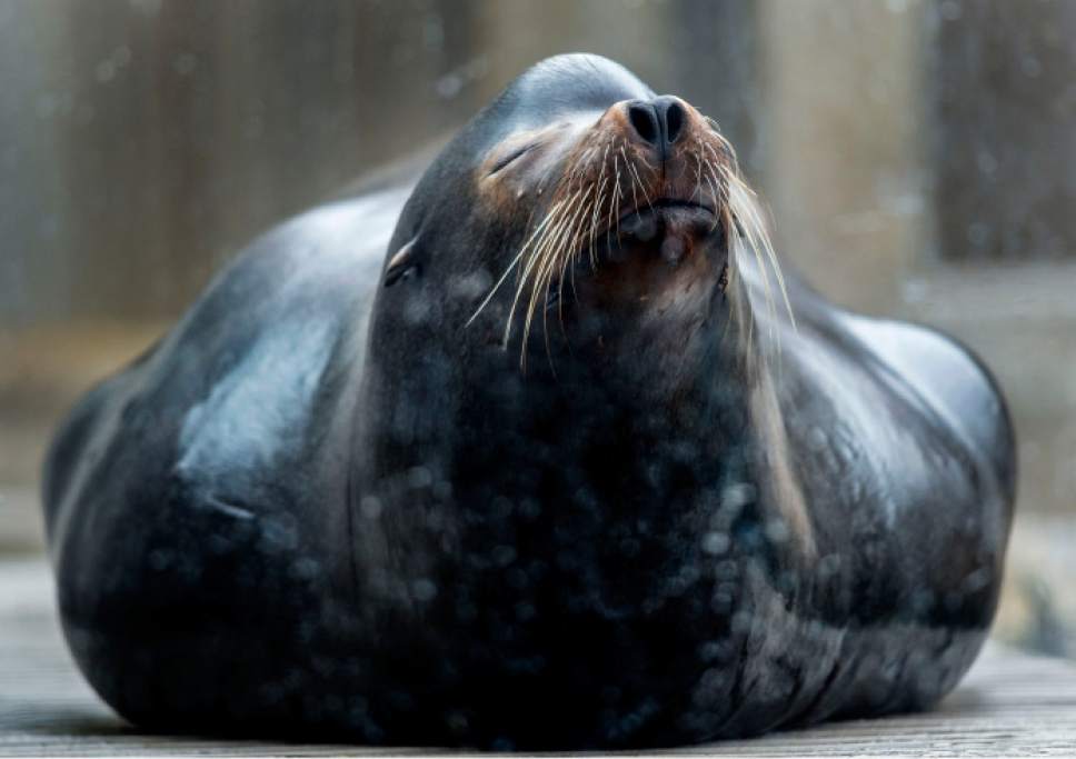 Steve Griffin  |  The Salt Lake Tribune


Twelve-year-old Diego, Hogle Zoo's new sea lion, relaxes on his dock after training in Salt Lake City Friday February 17, 2017. Diego arrived in January from the Indianapolis Zoo and has been getting acquainted with his keepers, his pool and his fellow pinnipeds including a fellow sea lion and three harbor seals.