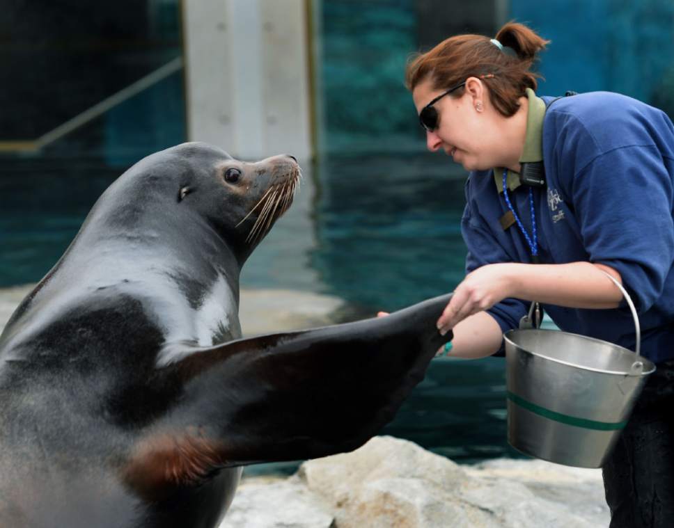 Steve Griffin  |  The Salt Lake Tribune


Twelve-year-old Diego, Hogle Zoo's new sea lion, gets his front flipper inspected by keeper Janine Bartling during training in Salt Lake City Friday February 17, 2017. Diego arrived in January from the Indianapolis Zoo and has been getting acquainted with his keepers, his pool and his fellow pinnipeds including a fellow sea lion and three harbor seals.