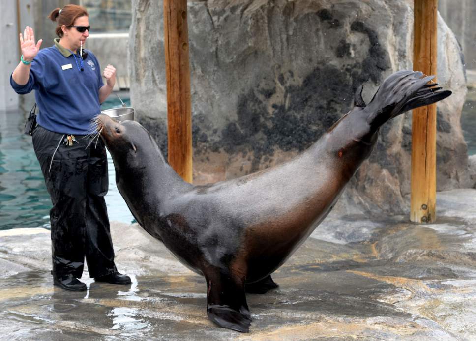 Steve Griffin  |  The Salt Lake Tribune


Twelve-year-old Diego, Hogle Zoo's new sea lion, does a front flipper stand for keeper Janine Bartling during training in Salt Lake City Friday February 17, 2017. Diego arrived in January from the Indianapolis Zoo and has been getting acquainted with his keepers, his pool and his fellow pinnipeds including a fellow sea lion and three harbor seals.