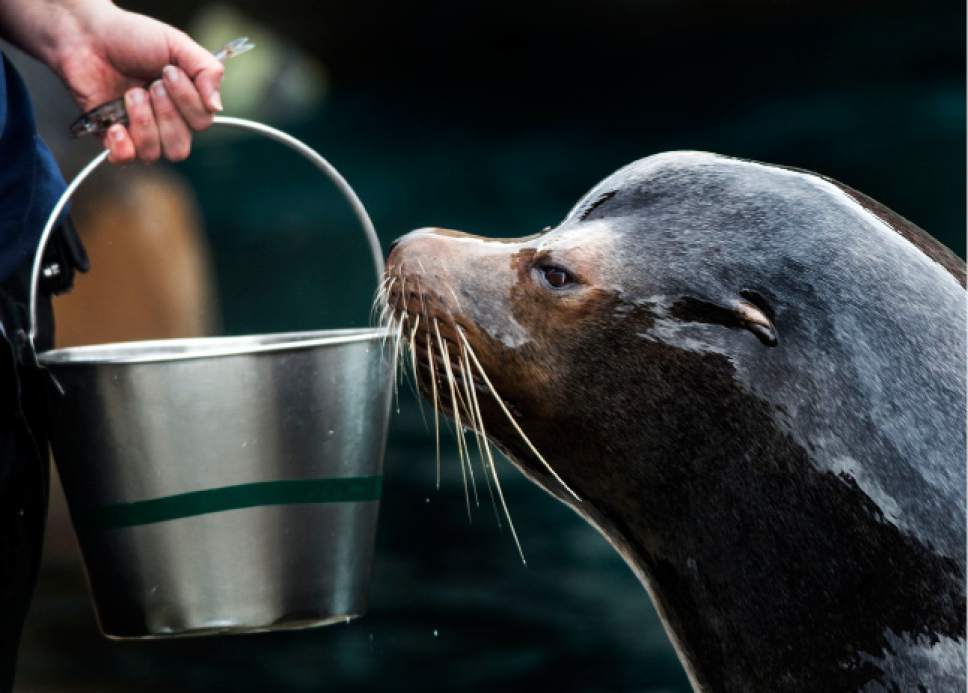 Steve Griffin  |  The Salt Lake Tribune


Twelve-year-old Diego, Hogle Zoo's new sea lion, makes sure he gets a fish treat during training in Salt Lake City Friday February 17, 2017. Diego arrived in January from the Indianapolis Zoo and has been getting acquainted with his keepers, his pool and his fellow pinnipeds including a fellow sea lion and three harbor seals.