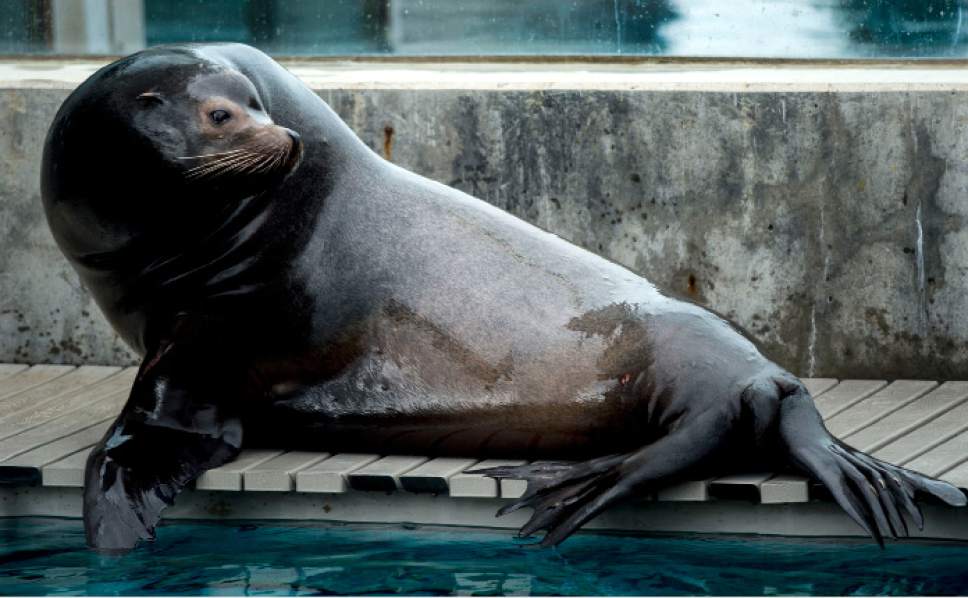 Steve Griffin  |  The Salt Lake Tribune


Twelve-year-old Diego, Hogle Zoo's new sea lion, relaxes on his dock after training in Salt Lake City Friday February 17, 2017. Diego arrived in January from the Indianapolis Zoo and has been getting acquainted with his keepers, his pool and his fellow pinnipeds including a fellow sea lion and three harbor seals.