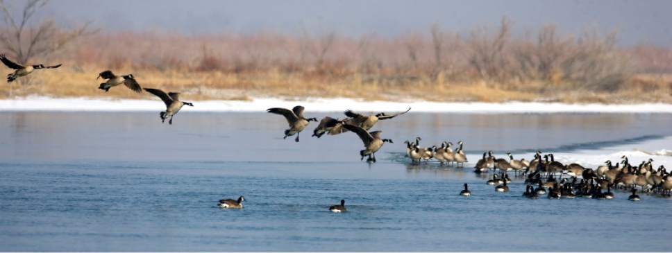 Al Hartmann  |  The Salt Lake Tribune

Canada Geese land on a branch of the Bear River.