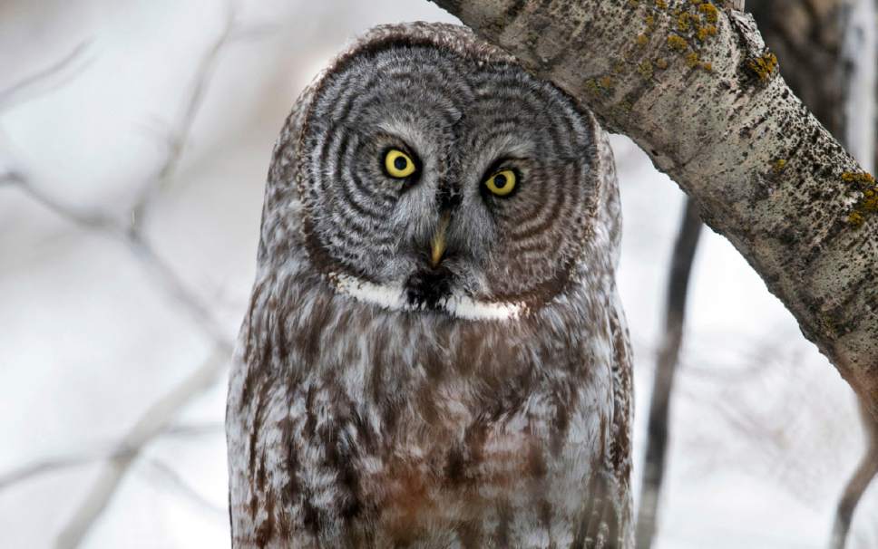 Rick Egan  |  The Salt Lake Tribune

A Great Gray Owl sits in a tree in Mountain Green, Saturday, Feb. 18, 2017. The last confirmed sighting of its kind in Utah was in 1989.