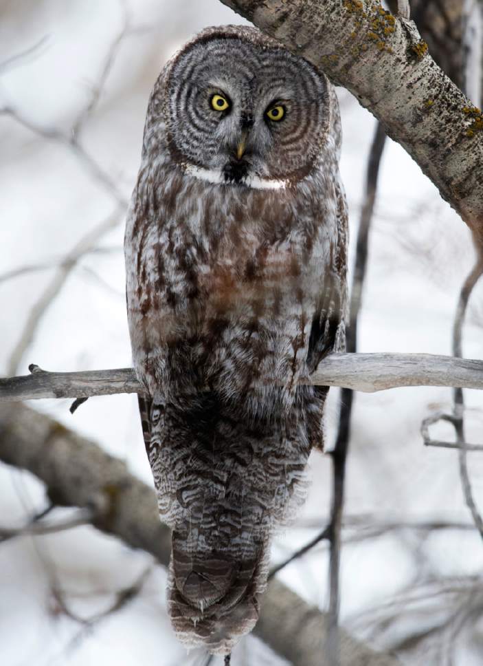 Rick Egan  |  The Salt Lake Tribune
A Great Gray Owl sits in a tree in Mountain Green on Saturday.