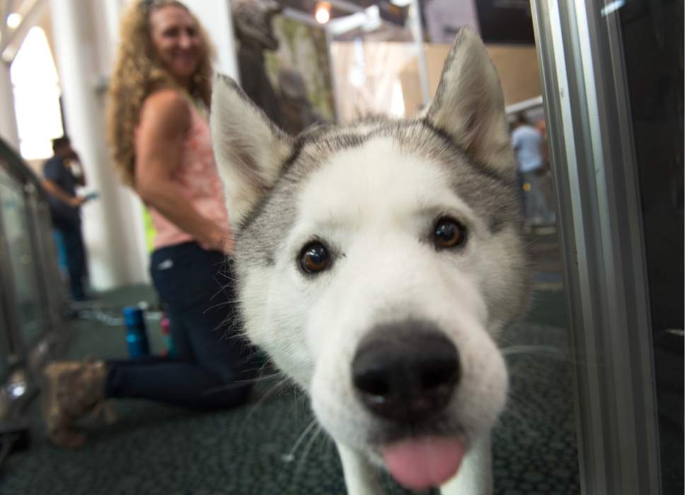 Leah Hogsten  |  The Salt Lake Tribune
Mato and several dozens of other dogs greeted consumers at the opening day of the Outdoor Retailer Summer Market trade show for outdoor industry's manufacturers and retail buyers, August 3, 2016, at the Salt Palace Convention Center.