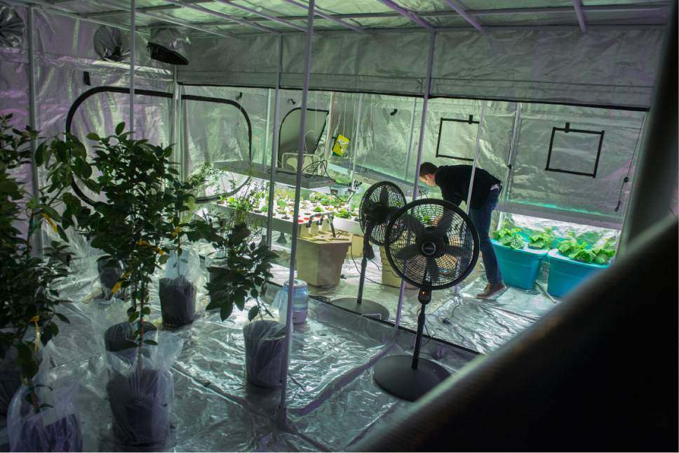 Leah Hogsten  |  The Salt Lake Tribune
Fenome CEO Daniel Blake inspects plants grown in large indoor tents where the staff experiment with different varieties of plants, learning which ones grow best in the personal food computer environments. The personal food computer, created by Caleb Harper and his team in the Open Agriculture Initiative at MIT, is the next generation of greenhouses.