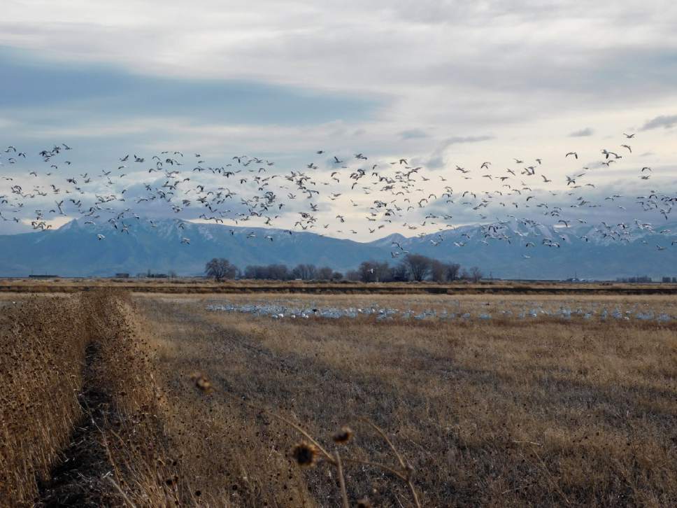 Erin Alberty  |  The Salt Lake Tribune

About 20,000 snow geese are arriving in Delta this week during their annual migration to their breeding grounds in Canada. The Delta Snow Goose Festival runs Friday and Saturday, Feb. 24 and 25.