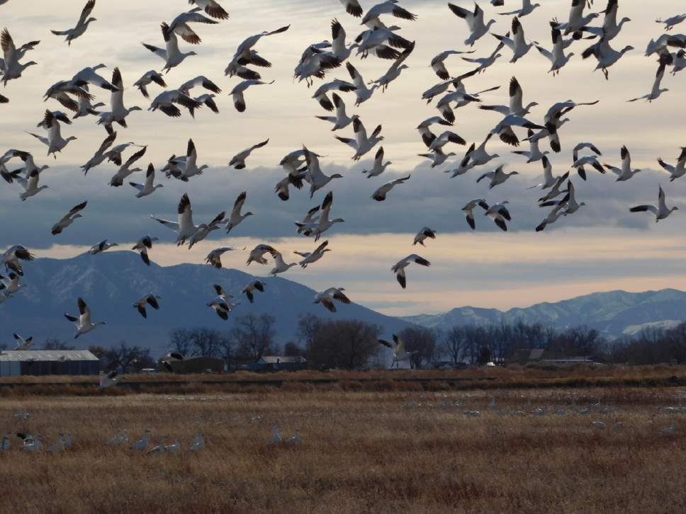 Erin Alberty  |  The Salt Lake Tribune

About 20,000 snow geese are arriving in Delta this week during their annual migration to their breeding grounds in Canada. The Delta Snow Goose Festival runs Friday and Saturday, Feb. 24 and 25.