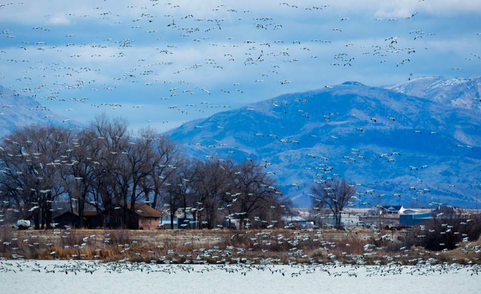 Rick Egan  |  The Salt Lake Tribune

Snow Geese land on Gunnison Bend Reservoir near Delta, Sunday, February 19, 2017.