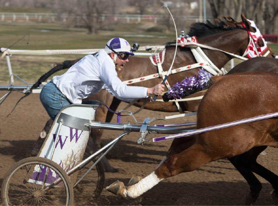 Rick Egan  |  The Salt Lake Tribune

Steer Crazy competes in the 3rd Utah Division in the 2017 Utah & Idaho State Cutter and Chariot Racing Championships, at Golden  Spike Events Center in Ogden, Sunday, February 26, 2017.