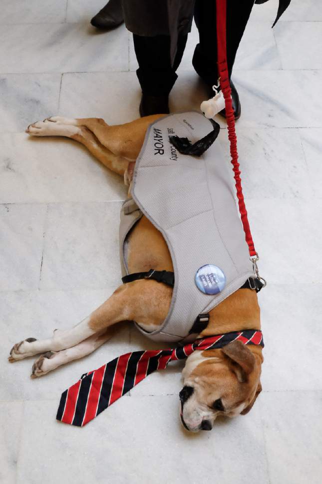 Francisco Kjolseth |  Tribune file photo
K9 Salt Lake County Mayor Tex is ready for business as he joins the fight to get rid of gas chambers in the state to euthanize animals. Advocates for SB56, euthanasia by injection, were at the Capitol on Tuesday, Feb. 7, 2017, in an effort to remove the gas chambers that are still used at a handful of shelters. Out of 57 animal shelters that the Humane Society of Utah track, they claim seven still use gas chambers.