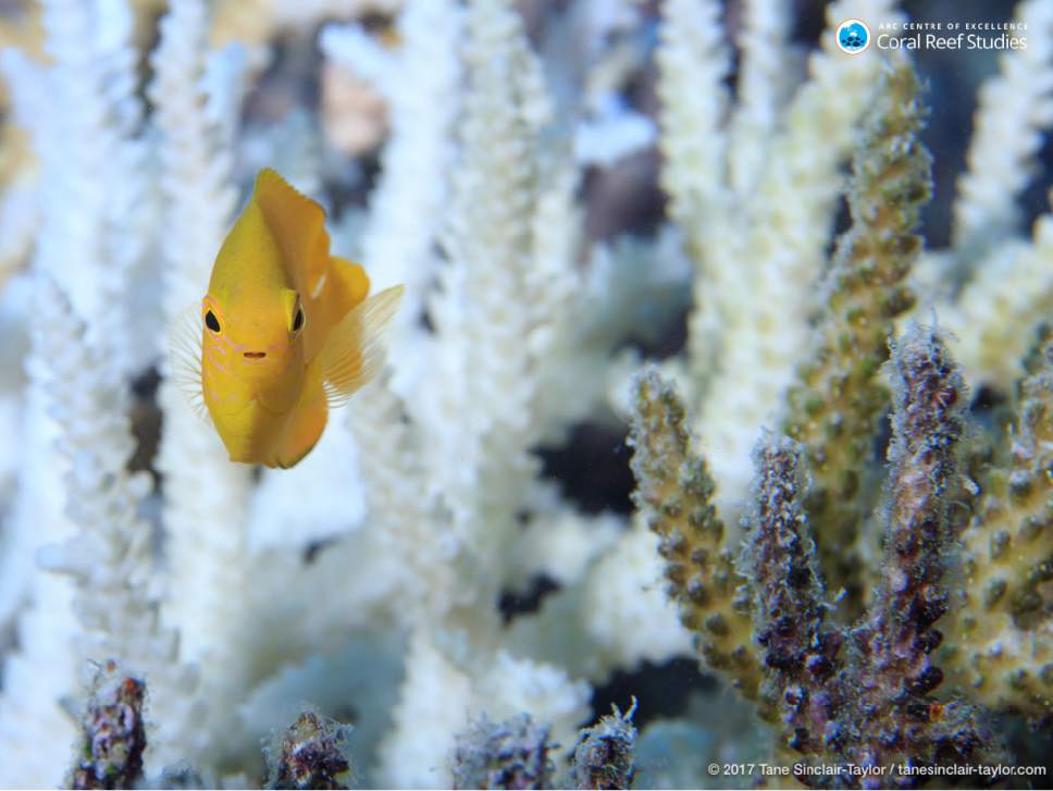 Study Stopping Global Warming Only Way To Save Coral Reefs The