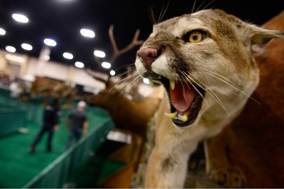 Scott Sommerdorf   |  The Salt Lake Tribune
A mountain lion is on display in the taxidermy competition at the International Sportsmen's Expo at the South Towne Expo Center in Sandy in 2015. The 2017 four-day show opens Thursday and runs through this weekend at the South Towne Expo Center.