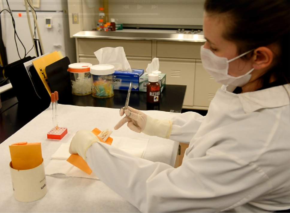 Rick Egan  |  The Salt Lake Tribune

Forensic scientist Hannah Jean Bennett prepares to test a rape kit sample  at the Utah Department of Public Safety's crime laboratory.