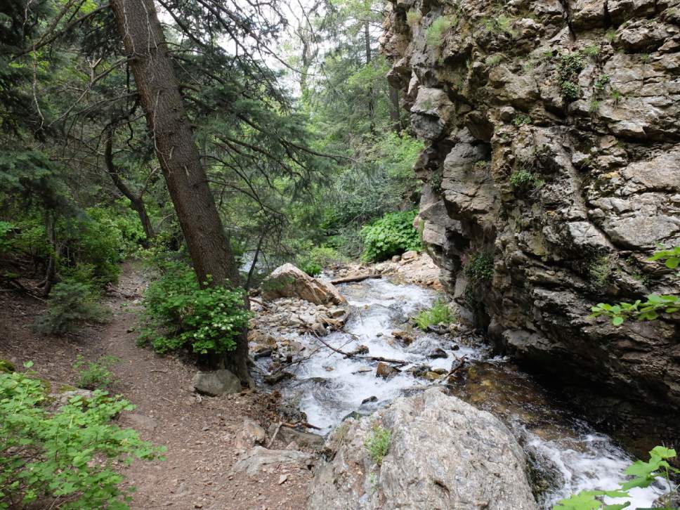 Nate Carlisle  |  The Salt Lake Tribune

The North Fork of Deaf Smith Canyon offers plenty of shade, a creek and views of the Salt Lake Valley.