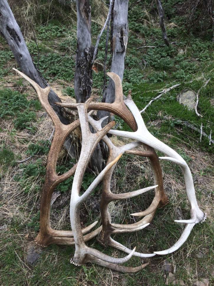Horns of a dilemma: Utah wildlife officers continue crackdown on antler
