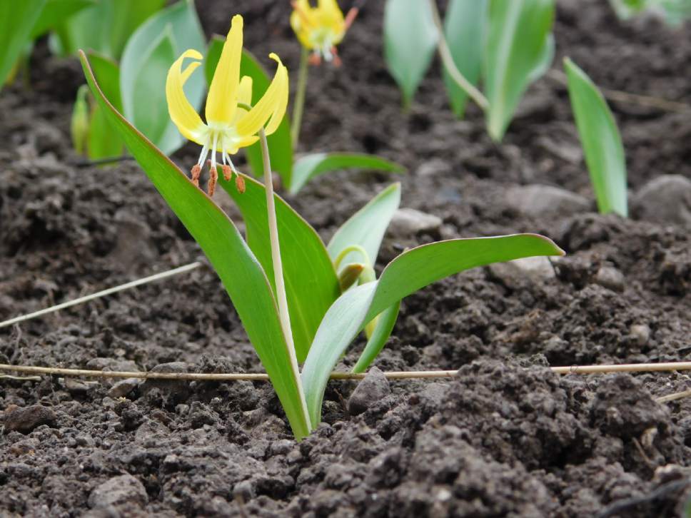 Erin Alberty  |  The Salt Lake Tribune

A Glacier Lily nods humbly on March 21, 2017 from a steep drainage along the Bonneville Shoreline Trail in Salt Lake City.