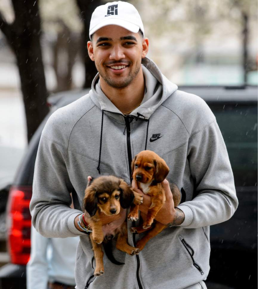 Steve Griffin  |  The Salt Lake Tribune
In celebration of National Puppy Day Utah Jazz forward Trey Lyles in partnership with UberPUPPIES, UBER's special dog delivery service, and Nuzzles and Co., a Park City non-profit that promotes awareness for pet adoption, holds two dachshund puppies after climbing out of his UBER at Vivint Smart Home Arena. The puppies were delivered to Salt Lake City businesseses for employees to play with for 15-minute visits in Salt Lake City on Thursday.