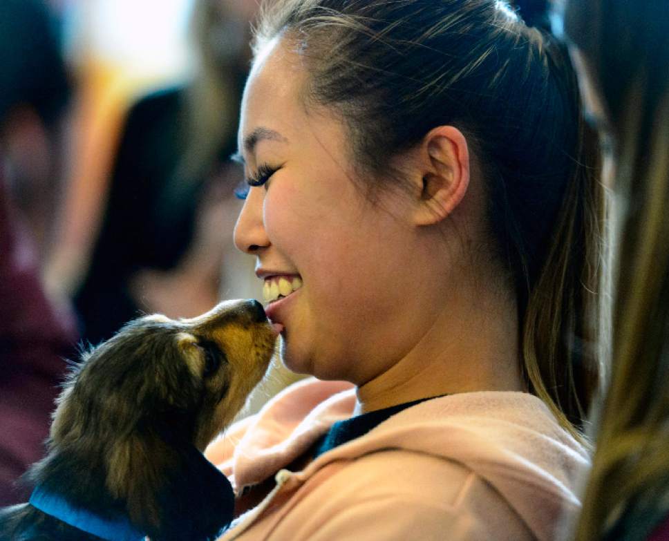 Steve Griffin  |  The Salt Lake Tribune
Larry H. Miller Group accounting intern Aubrey Lin gets a kiss from a puppy after it was delivered to Vivint Smart Home Arena in celebration of National Puppy Day by Utah Jazz forward Trey Lyles in Salt Lake City on Thursday. Lyles partnered with UberPUPPIES, UBER's special dog delivery service, and Nuzzles and Co., a Park City non-profit that promotes awareness for pet adoption, for the event. The puppies were delivered to Salt Lake City businesses for employees to play with for 15-minute visits.
