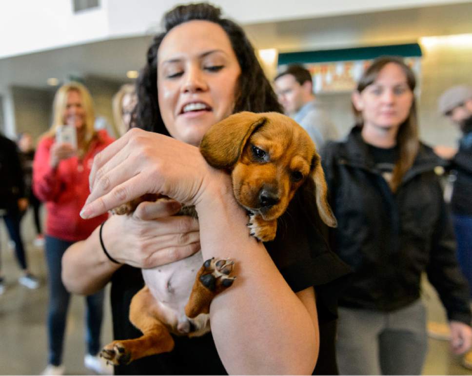 Steve Griffin  |  The Salt Lake Tribune


Larry H. Miller Group employees hold puppies after they were delivered to Vivint Smart Home Arena in celebration of National Puppy Day by Utah Jazz forward Trey Lyles in Salt Lake City Thursday March 23, 2017. Lyles partnered with UberPUPPIES, UBER's special dog delivery service, and Nuzzles and Co., a Park City non-profit that promotes awareness for pet adoption, for the event. The puppies were delivered to Salt Lake City businesses for employees to play with for 15-minute visits.