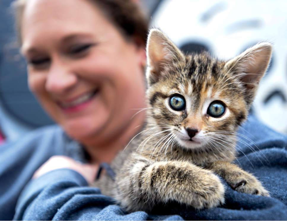 Steve Griffin  |  The Salt Lake Tribune


Laura Jones holds a kitten from a litter she is fostering for Nuzzles & Co., a Park City non-profit that promotes awareness for pet adoption, teams with Even Stevens sandwich shop during the Love Utah Give Utah fundraiser  in Salt Lake City Thursday March 30, 2017. Nuzzles and Co.turned the entrance of Even Stevens into a puppy and kitten snuggle lounge.