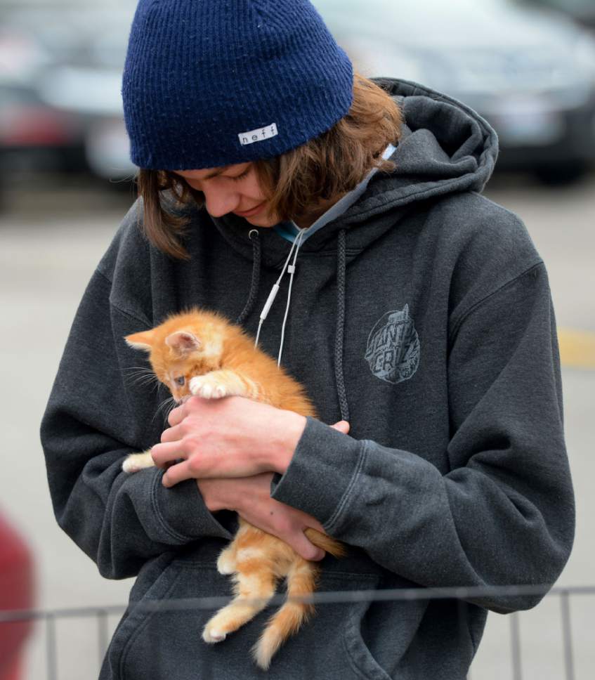 Steve Griffin  |  The Salt Lake Tribune


Ethan Kinney holds a kitten as Nuzzles & Co., a Park City non-profit that promotes awareness for pet adoption, teamed with Even Stevens sandwich shop during the Love Utah Give Utah fundraiser in Salt Lake City Thursday March 30, 2017. Nuzzles and Co.turned the entrance of Even Stevens into a puppy and kitten snuggle lounge.