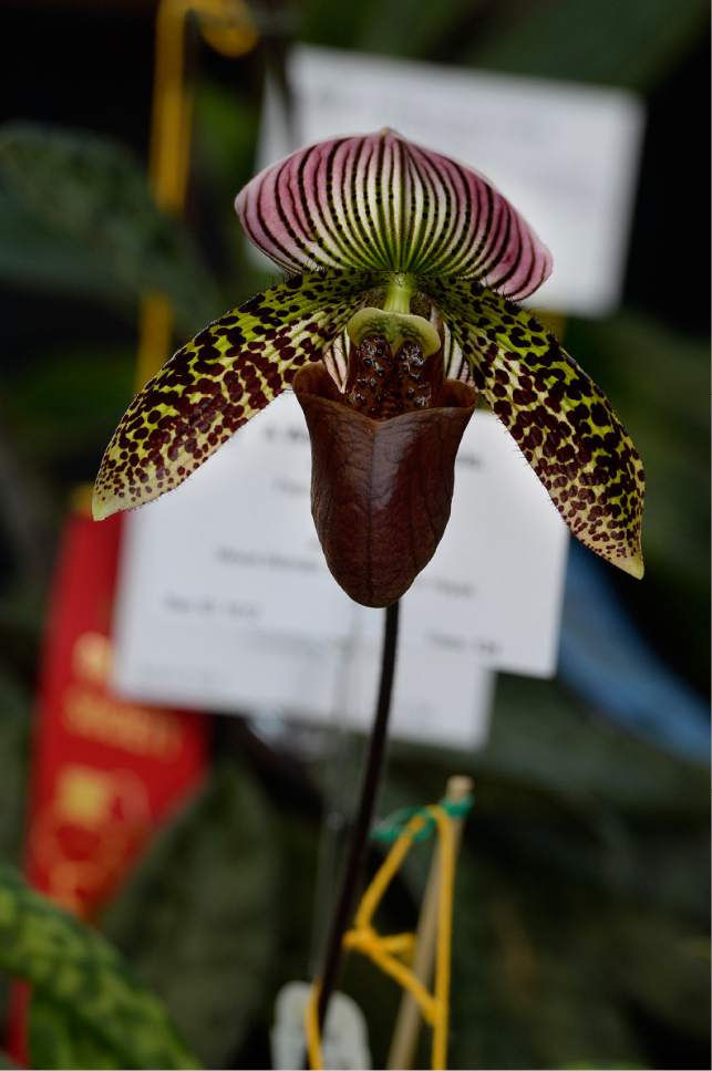 Photos Utah Orchid Society show is a 'walk in the jungle' The Salt Lake Tribune