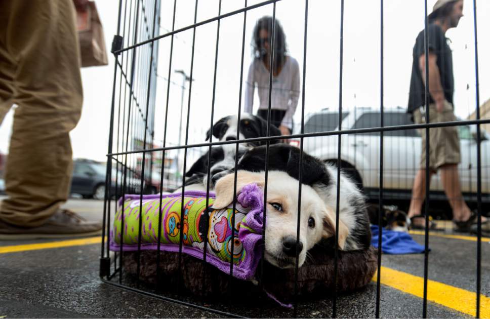 Steve Griffin  |  The Salt Lake Tribune


A new litter of puppies snuggle togher as Nuzzles & Co., a Park City non-profit that promotes awareness for pet adoption, teamed with Even Stevens sandwich shop during the Love Utah Give Utah fundraiser in Salt Lake City Thursday March 30, 2017. Nuzzles and Co.turned the entrance of Even Stevens into a puppy and kitten snuggle lounge. Williams said there is a chance she will adopt the puppy.