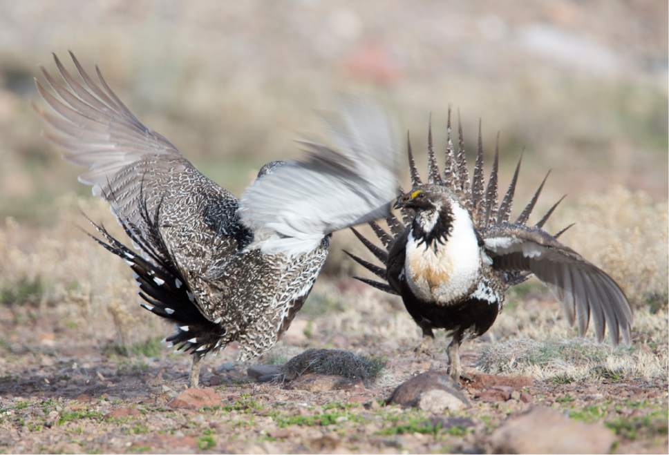 Rick Egan  |  The Salt Lake Tribune

Two Sage-Grouse fight for dominance, while strutting on a lek in the Parker Mountain area, near Loa, Utah, Friday, April 22, 2016.