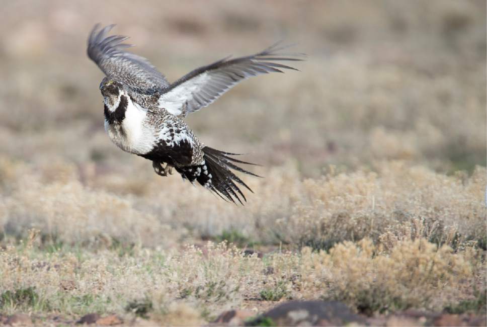Rick Egan  |  The Salt Lake Tribune

A Sage-Grouse Struts takes flight after strutting on a lek in the Parker Mountain area, near Loa, Utah, Friday, April 22, 2016.
