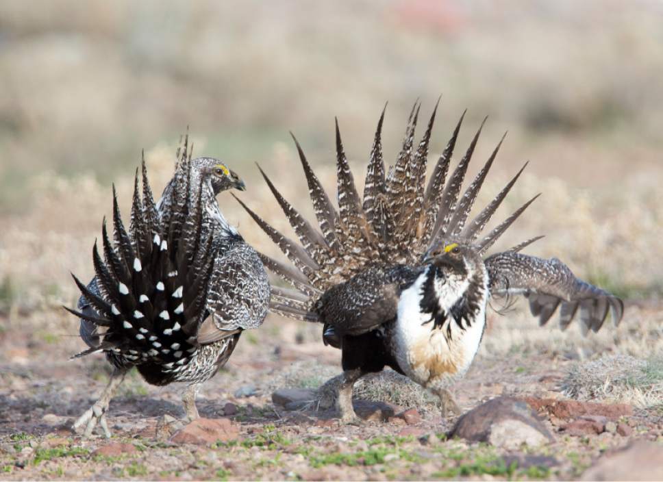 Rick Egan  |  The Salt Lake Tribune

Two Sage-Grouse fight for dominance, while strutting on a lek in the Parker Mountain area, near Loa, Utah, Friday, April 22, 2016.