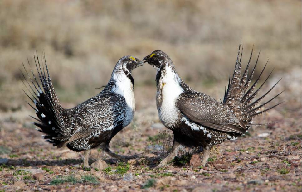 Rick Egan  |  The Salt Lake Tribune

Two Sage-Grouse face off while strutting on a lek in the Parker Mountain area, near Loa, Utah, Friday, April 22, 2016.