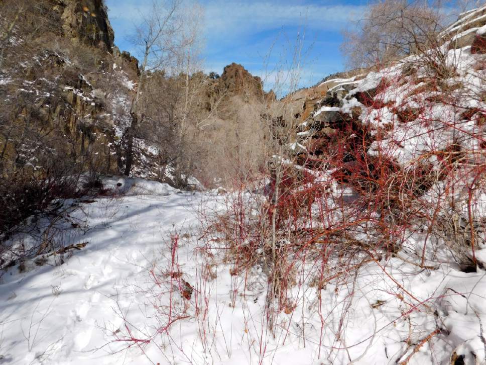 Erin Alberty  |  The Salt Lake Tribune

A scene from the canyons near Monrovian Park in Sevier County on March 8, 2017.