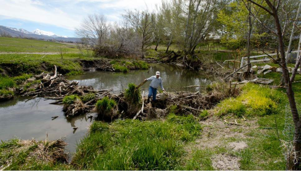 Steve Griffin  |  The Salt Lake Tribune

Kelly McAdams walks across a beaver dam in his back yeard to remove a bucket that was caught on the top of the dam on Thursday, April 6, 2017.  Salt Lake County officials are pressuring McAdams and his neighbors to remove the beaver dams from Big Willow Creek where the stream flows across their properties. They insist the dams have been there for years and should remain because they are natural and provide wetland habitat, but officials say they pose a flood hazard.