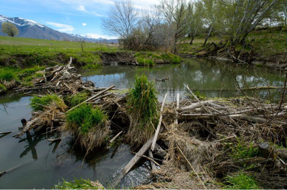 Steve Griffin  |  The Salt Lake Tribune

Salt Lake County officials are pressuring Draper resident Kelly McAdams and his neighbors to remove beaver dams -- shown here on Thursday, April 6, 2017 -- from Big Willow Creek where the stream flows across their properties. They insist the dams have been there for years and should remain because they are natural and provide wetland habitat, but officials say they pose a flood hazard.