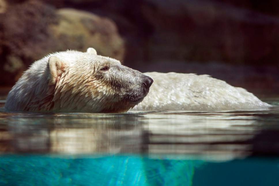 Chris Detrick  |  The Salt Lake Tribune
Rizzo, a 14-year-old polar bear, at Hogle Zoo's new Rocky Shores exhibit Wednesday May 30, 2012.  Rocky Shores exhibit set to open to the public June 1.