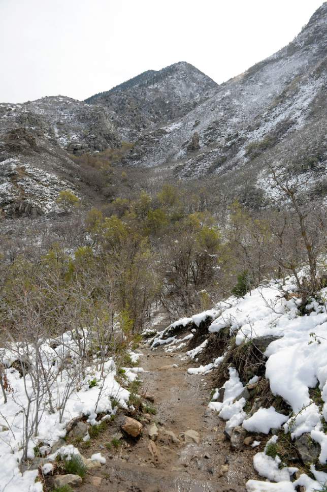 Al Hartmann  |  The Salt Lake Tribune
Muddy trail in lower Ferguson Canyon Monday April 10, area of the resumed search for a Saratoga Springs man Benjamin Kritzer, 28 who has been missing since Thursday on a solo hike in the mountains above Cottonwood Heights.