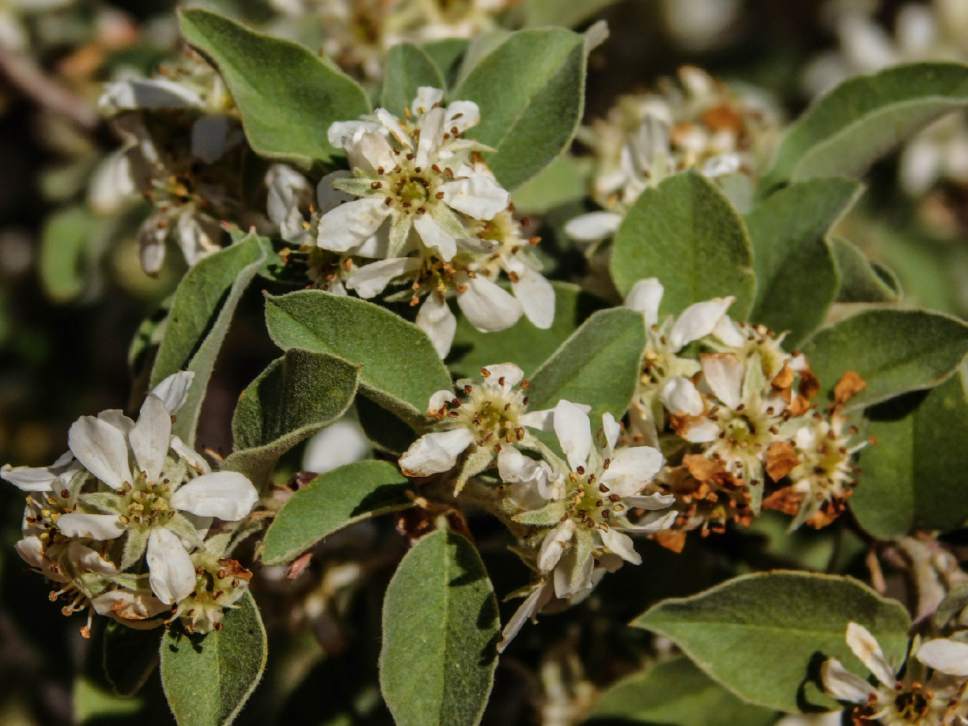 Erin Alberty  |  The Salt Lake Tribune

A serviceberry blooms April 1, 2017 between rock walls near the Sand Cove primitive campground in the Red Cliffs Desert Reserve near Leeds.
