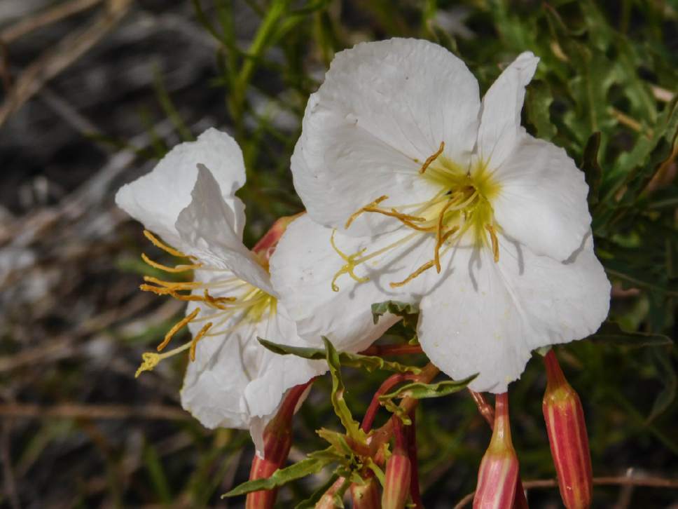 Erin Alberty  |  The Salt Lake Tribune

A primrose blooms April 1, 2017 along the Babylon Arch trail in the Red Cliffs Desert Reserve near Leeds.