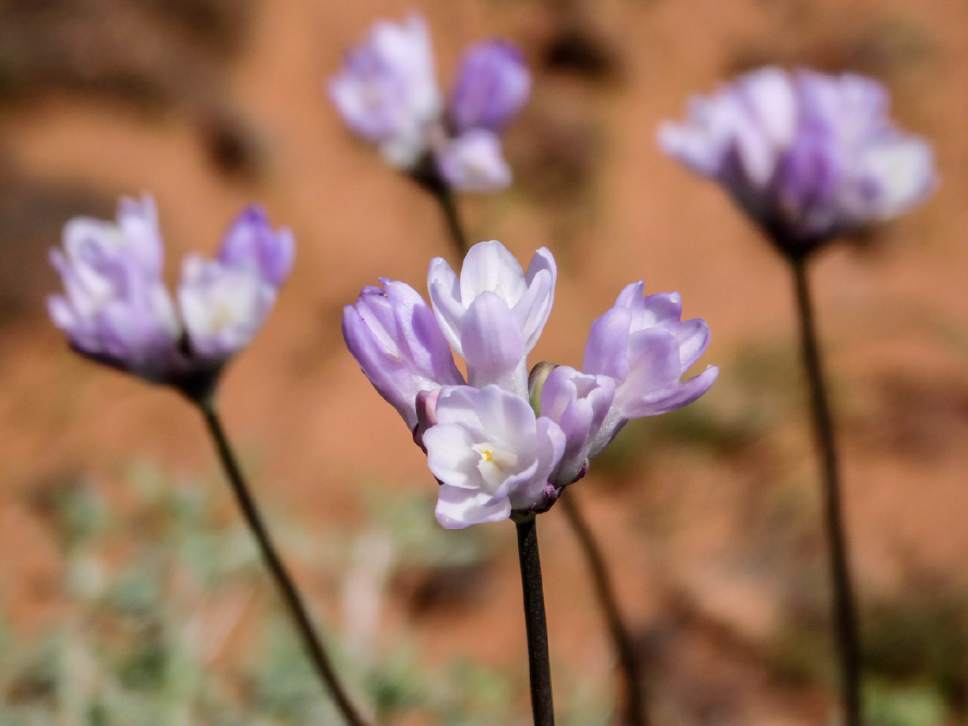Erin Alberty  |  The Salt Lake Tribune

Blue dicks bloom April 1, 2017 near the East Reef of Red Cliffs Desert Reserve east of Leeds.