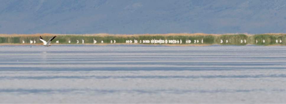 Trent Nelson  |  The Salt Lake Tribune

Pelicans on the Great Salt Lake in the Bear River Migratory Bird Refuge Wednesday, May 23, 2012.