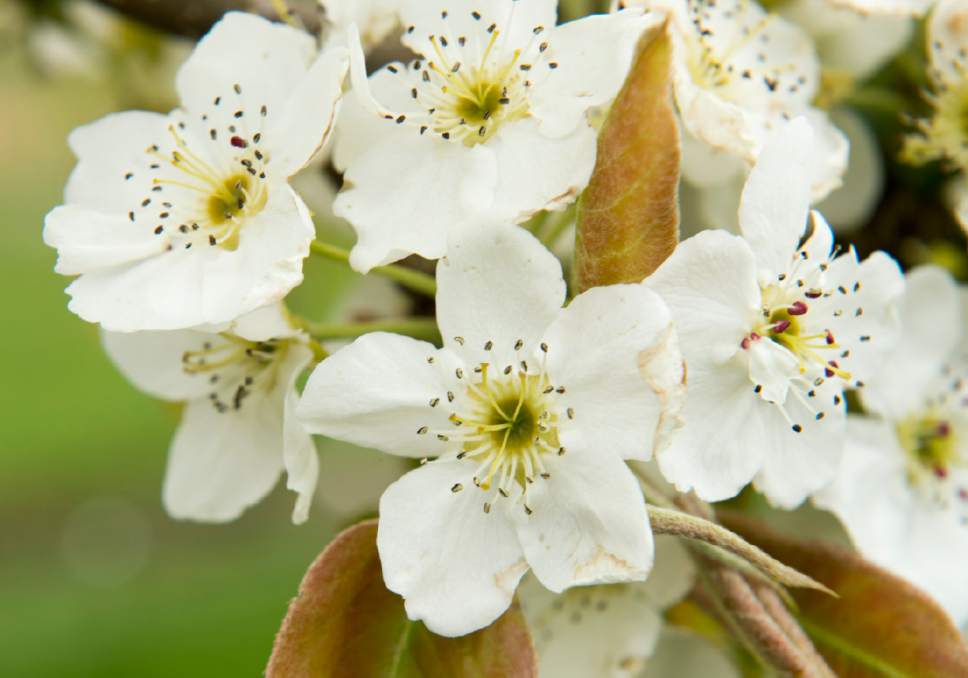 Rick Egan  |  The Salt Lake Tribune

Asian Pear blossoms at the Utah State University demonstration garden in Kaysville which features plants intended to feed and attract bees, Tuesday, April 11, 2017.